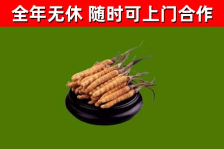 焦作回收散虫草