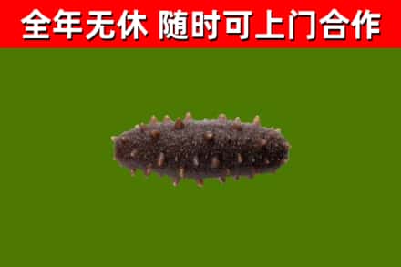 焦作回收海参干